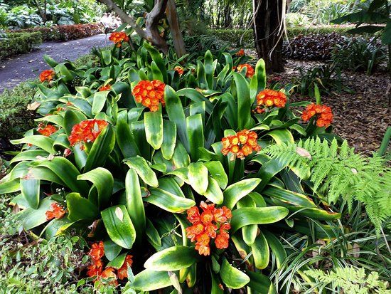 Jardin d'acclimatation de La Orotava